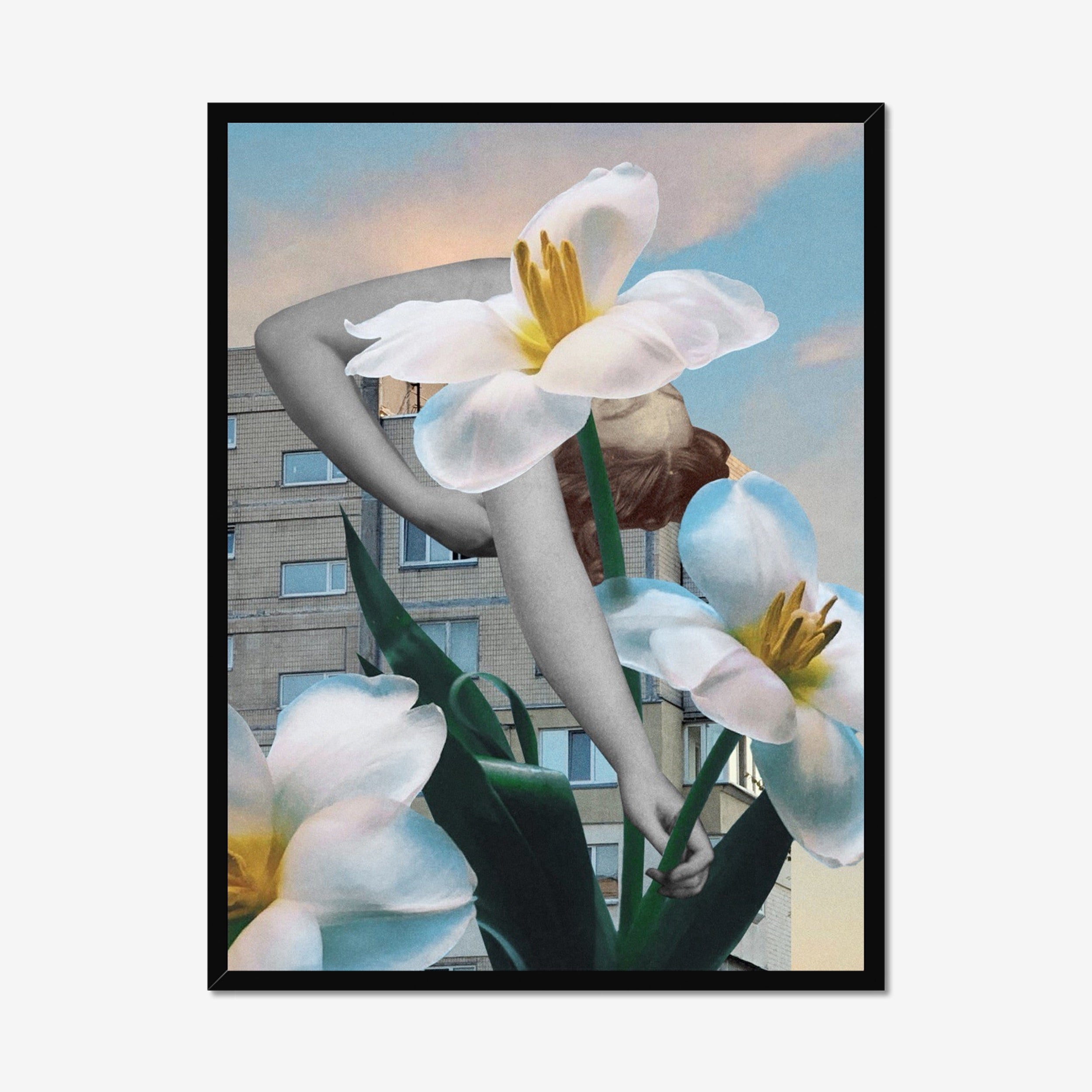 Daffodils