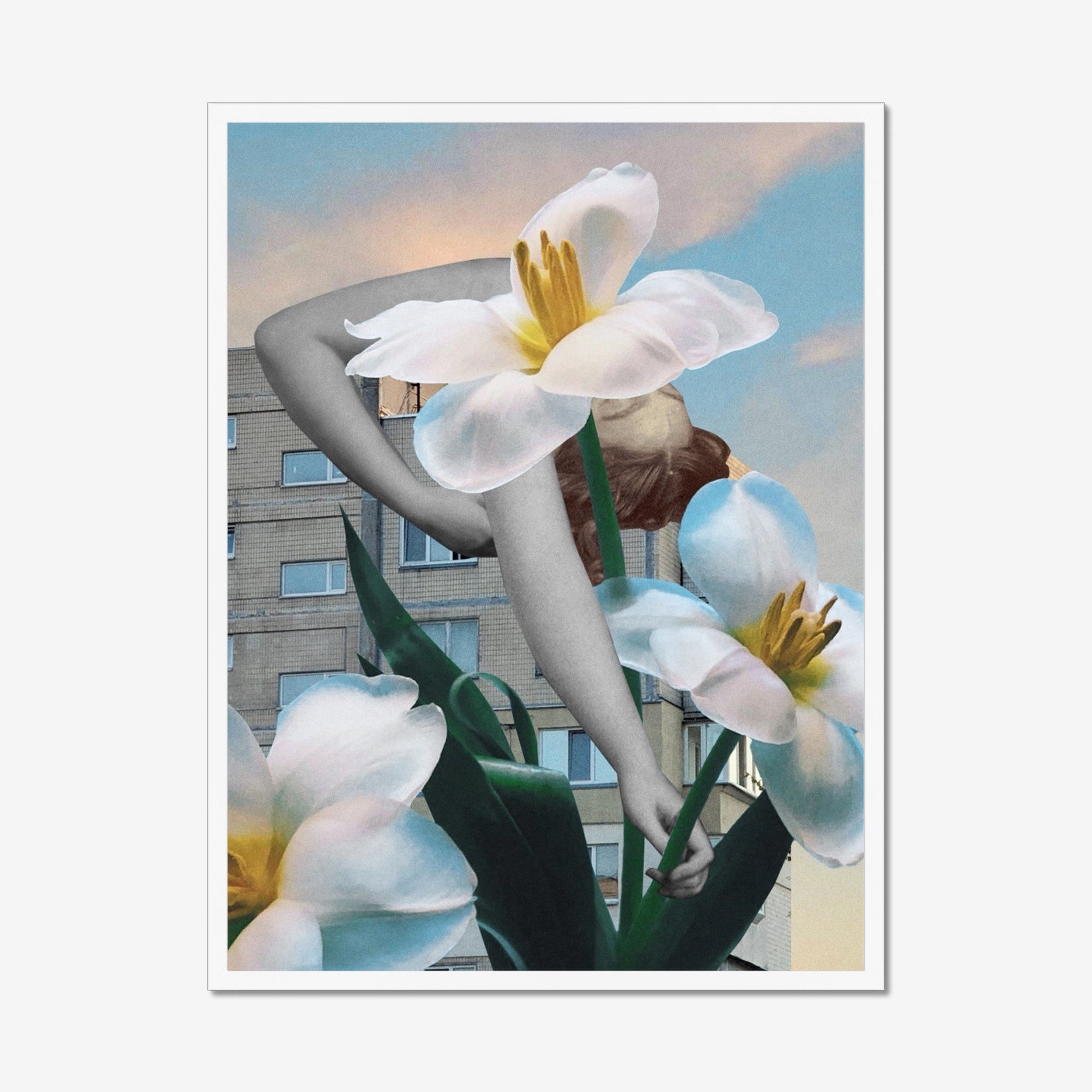 Daffodils