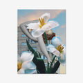 Daffodils